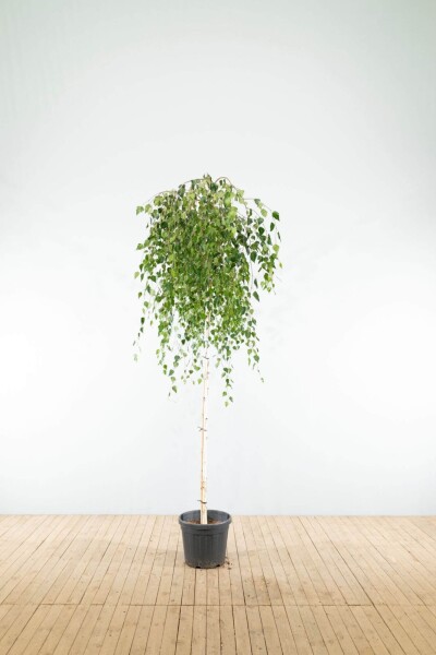 Betula pendula 'Youngii' haute-tige 10/12 225cm tronc
