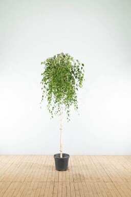 Betula pendula 'Youngii' port pleureur