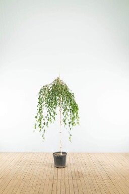 Betula pendula 'Youngii' port pleureur