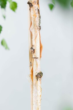 Betula pendula 'Youngii' haute-tige 10/12 225cm tronc