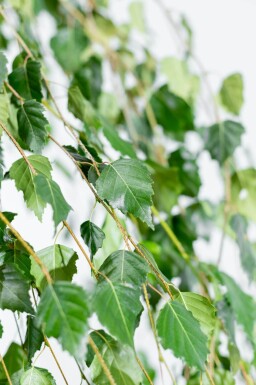 Betula pendula 'Youngii' haute-tige 10/12 225cm tronc