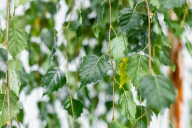 Betula pendula 'Youngii' haute-tige 10/12 225cm tronc