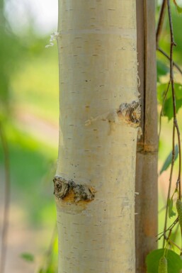 Betula pendula 'Youngii' haute-tige 10/12 225cm tronc