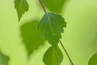 Betula pendula 'Youngii' haute-tige 10/12 225cm tronc