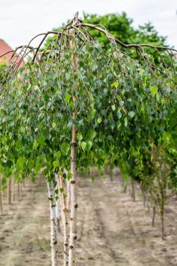 Betula pendula 'Youngii' haute-tige 10/12 225cm tronc