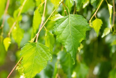 Betula pendula 'Youngii' haute-tige 10/12 225cm tronc