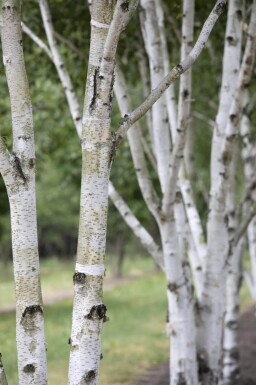 Betula pubescens haute-tige