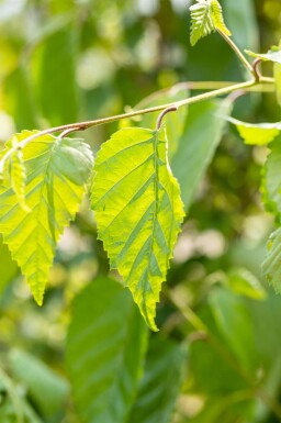 Betula utilis