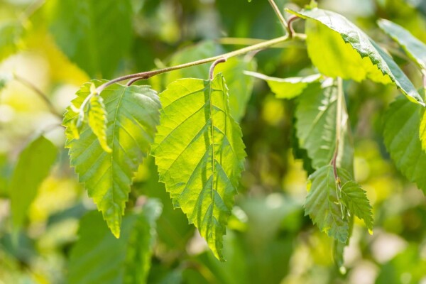 Betula utilis haute-tige