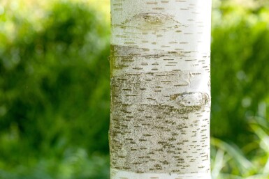 Betula utilis haute-tige