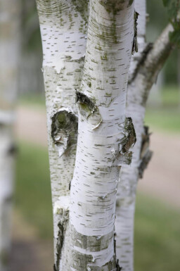 Betula utilis haute-tige