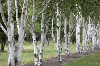 Betula utilis cépée 300-350