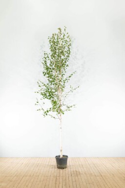 Betula utilis 'Doorenbos' haute-tige