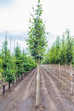 Betula utilis 'Doorenbos' haute-tige
