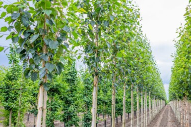 Betula utilis 'Doorenbos' haute-tige 4/6