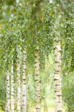 Betula utilis 'Doorenbos' haute-tige 4/6