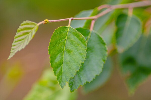 Betula utilis 'Doorenbos' baliveau