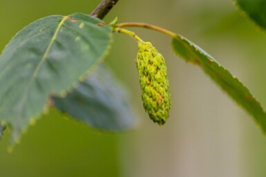 Betula utilis 'Doorenbos' baliveau