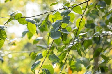 Betula utilis 'Doorenbos' baliveau