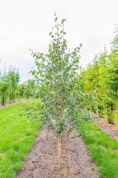 Betula utilis 'Doorenbos' cépée