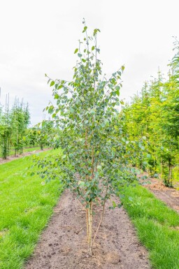Betula utilis 'Doorenbos' cépée