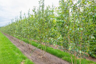 Betula utilis 'Doorenbos' cépée