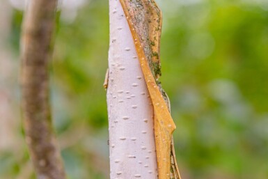 Betula utilis 'Doorenbos' cépée