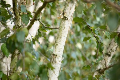 Betula utilis 'Doorenbos' cépée