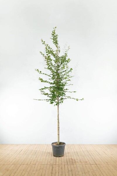 Carpinus betulus haute-tige 12/14