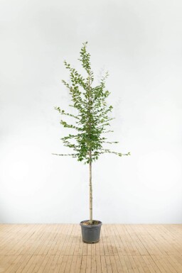 Carpinus betulus haute-tige