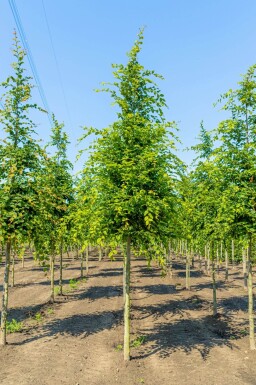 Carpinus betulus haute-tige