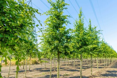 Carpinus betulus haute-tige 12/14