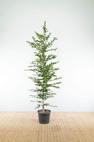 Carpinus betulus baliveau 18/20