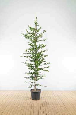 Carpinus betulus baliveau