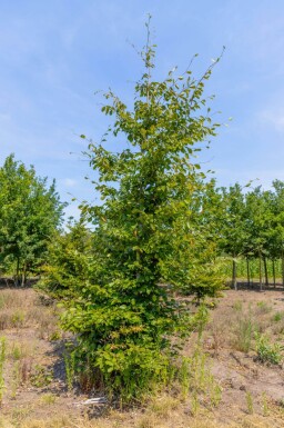 Carpinus betulus baliveau 18/20