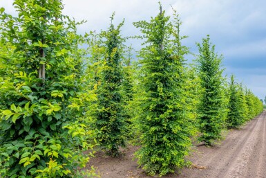 Carpinus betulus baliveau 18/20