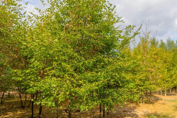 Carpinus betulus cépée