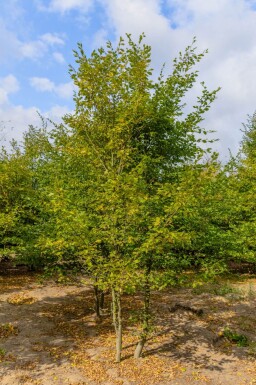 Carpinus betulus cépée