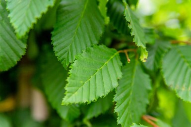 Carpinus betulus cépée