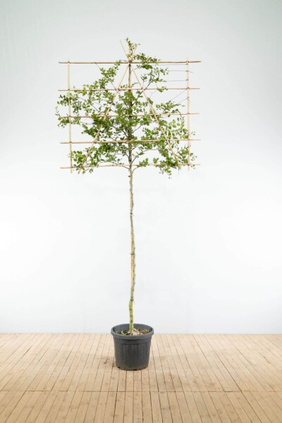 Carpinus betulus espalier 10/12 190cm tronc 150b x 120h
