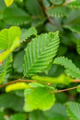 Carpinus betulus espalier 10/12 190cm tronc 150b x 120h