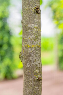 Carpinus betulus espalier 10/12 190cm tronc 150b x 120h