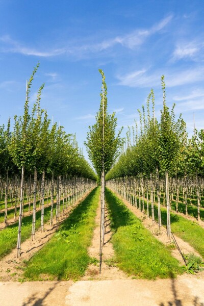 Carpinus betulus 'Fastigiata' haute-tige 10/12