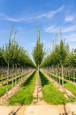 Carpinus betulus 'Fastigiata' haute-tige