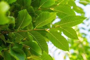 Carpinus betulus 'Fastigiata' haute-tige