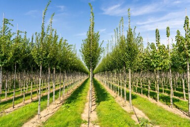 Carpinus betulus 'Fastigiata' haute-tige 10/12
