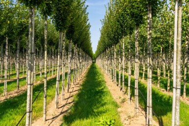 Carpinus betulus 'Fastigiata' haute-tige 10/12