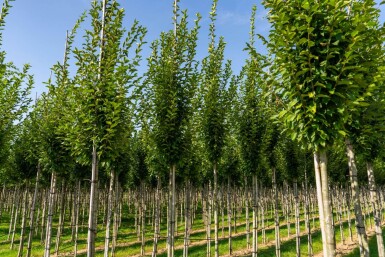 Carpinus betulus 'Fastigiata' haute-tige 10/12