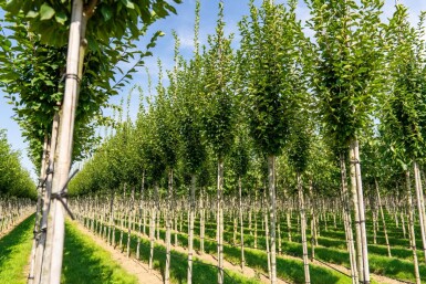 Carpinus betulus 'Fastigiata' haute-tige 10/12