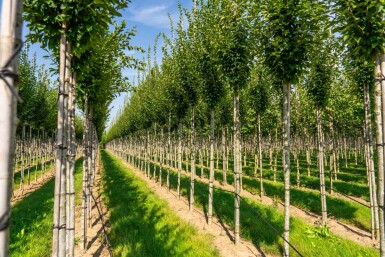 Carpinus betulus 'Fastigiata' haute-tige 10/12